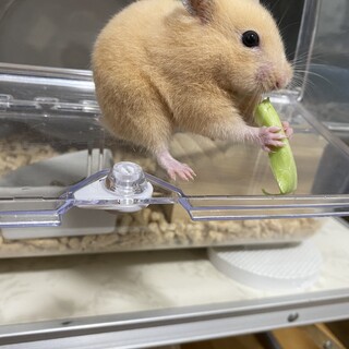 キンクマ　ハムスター