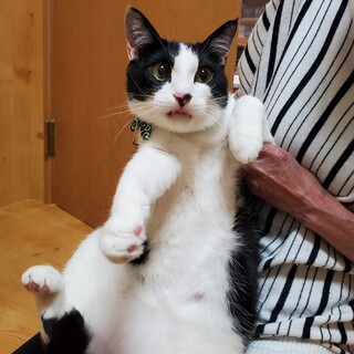 ビービー君は穏やかな可愛い男の子です。