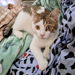 人馴れ抜群☆遊ぶの大好き☆トトくん