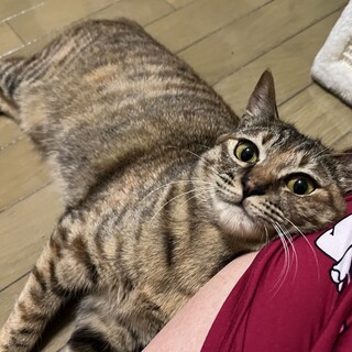 ゴロスリの甘えん坊さんです