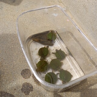 職場の庭で産まれたミドリガメ(6匹)