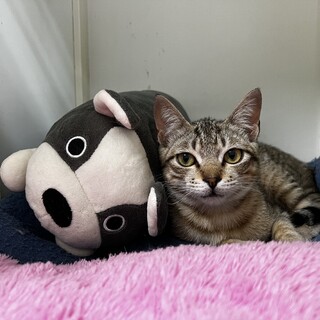 スーパー童顔BOY『太郎』