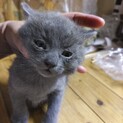 ロシアンブルー系のMIX、生後1ヶ月２匹