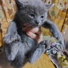 ロシアンブルー系のMIX、生後1ヶ月２匹 サムネイル2