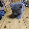 ロシアンブルー系のMIX、生後1ヶ月２匹 サムネイル3