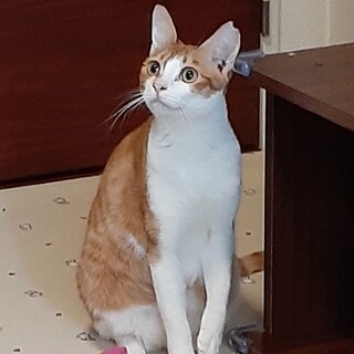 控えめだけど、おもちゃ大好き♡さくらちゃん