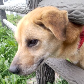 お散歩大好き！元気で陽気な男の子ローキ