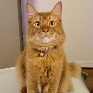 ツンデレなソマリくん