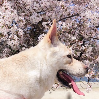 さくらちゃんの里親希望者様が数名いる為終了します。