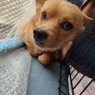 ☆凛々しいイケメンMIX『りゅうくん♂』☆