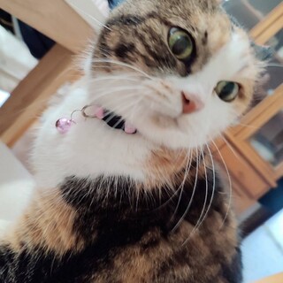 ☆ふっくらゆったり☆ミコちゃん☆