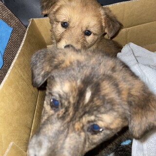 水路に落ちていました♀