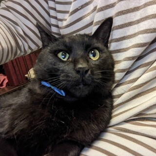   抱っこが大好きな甘えん坊に♪