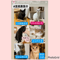 保護猫ちゃんを笑顔にしたくて春2023 サムネイル2