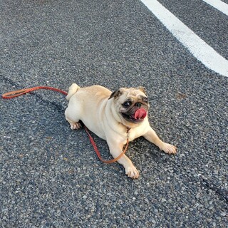大切に可愛がってくれる方に