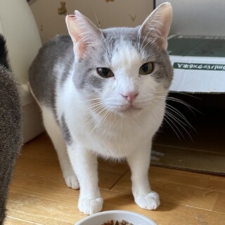 白グレーふわふわの大人猫★５歳オス