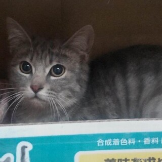美人猫　はるちゃん