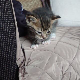 生後3〜4週間のこねこ　福島県内受け渡し希望