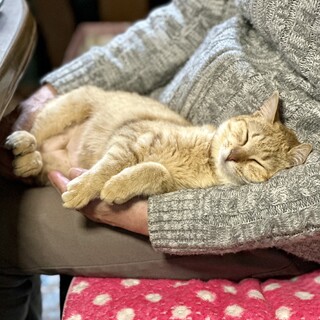 トライアル決定！募集停止