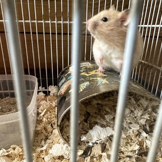 里親様募集中　ゴールデンハムスター生後2ヶ月のこ