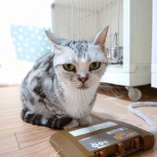 募集終了　アメリカンショートヘア女の子です