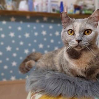 マンチカンマンチカン女の子の里親募集です