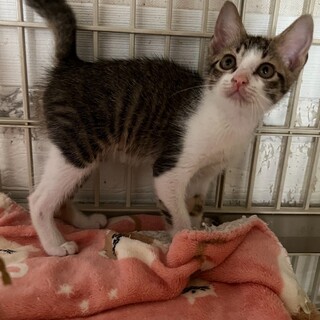 しっぽの長い美人さん♡ユーカリちゃん