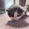 【トライアル決定】グレー白　子猫　生後約3週間 サムネイル2
