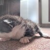 【トライアル決定】グレー白　子猫　生後約3週間 サムネイル3