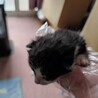 【トライアル決定】グレー白　子猫　生後約3週間 サムネイル4