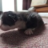 【トライアル決定】グレー白　子猫　生後約3週間 サムネイル5