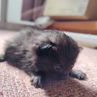 黒猫(キジ黒)　子猫　生後 約10日