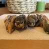 幼鳥、雛　１羽だけも可能 サムネイル3