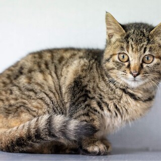 【森ネコ】ちびっ子エビネちゃん まだ少し怖がりです