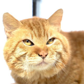 【森ネコ】立派な風貌のもちたろう君 ナデナデ好き