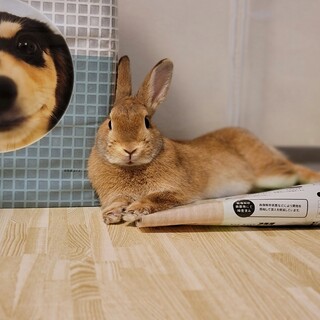 ネザーランドドワーフ♀