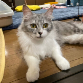 グレ白フワフワ長毛美猫モネちゃん♀９か月