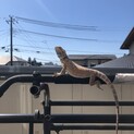 フトアゴヒゲトカゲ 約2歳