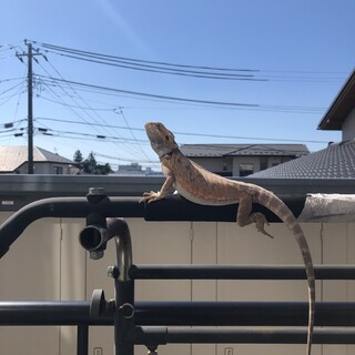 フトアゴヒゲトカゲ 約2歳