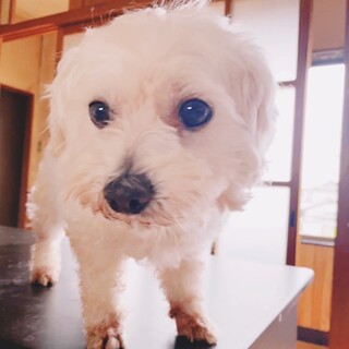 ビジョンの女の子