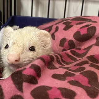 可愛い女の子のマーシャルフェレット