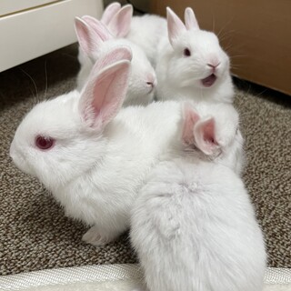 ミニウサギ子供-5/14以降連絡は里親決定の方のみ