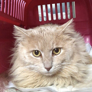 TNR現場で迷い猫だと思い保護