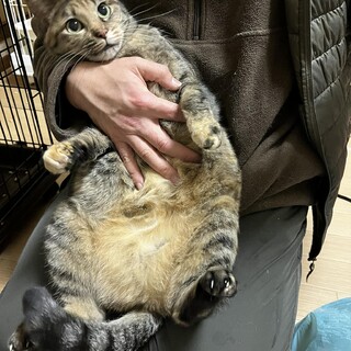 でれでれ甘えん坊のサビままちゃん♀