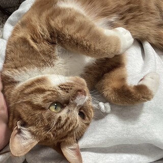 人懐っこい猫ちゃん里親募集