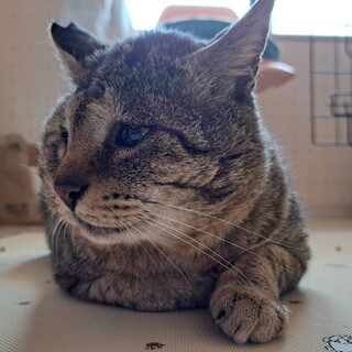 一見コワモテだけど気のいいキジトラ君