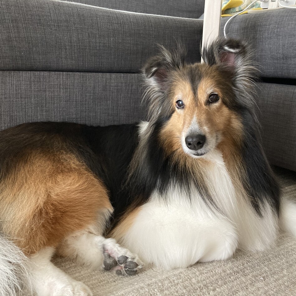 アッシュのカバー写真