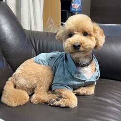 トリミングに行きました