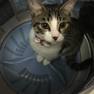 大切にしてくれる家族募集