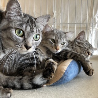 【お見合い随時】元気満点！サバトラ＆グレー男子ペア